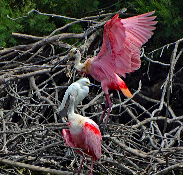 spoonbill colony